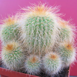 Eriocactus   leninghausii
