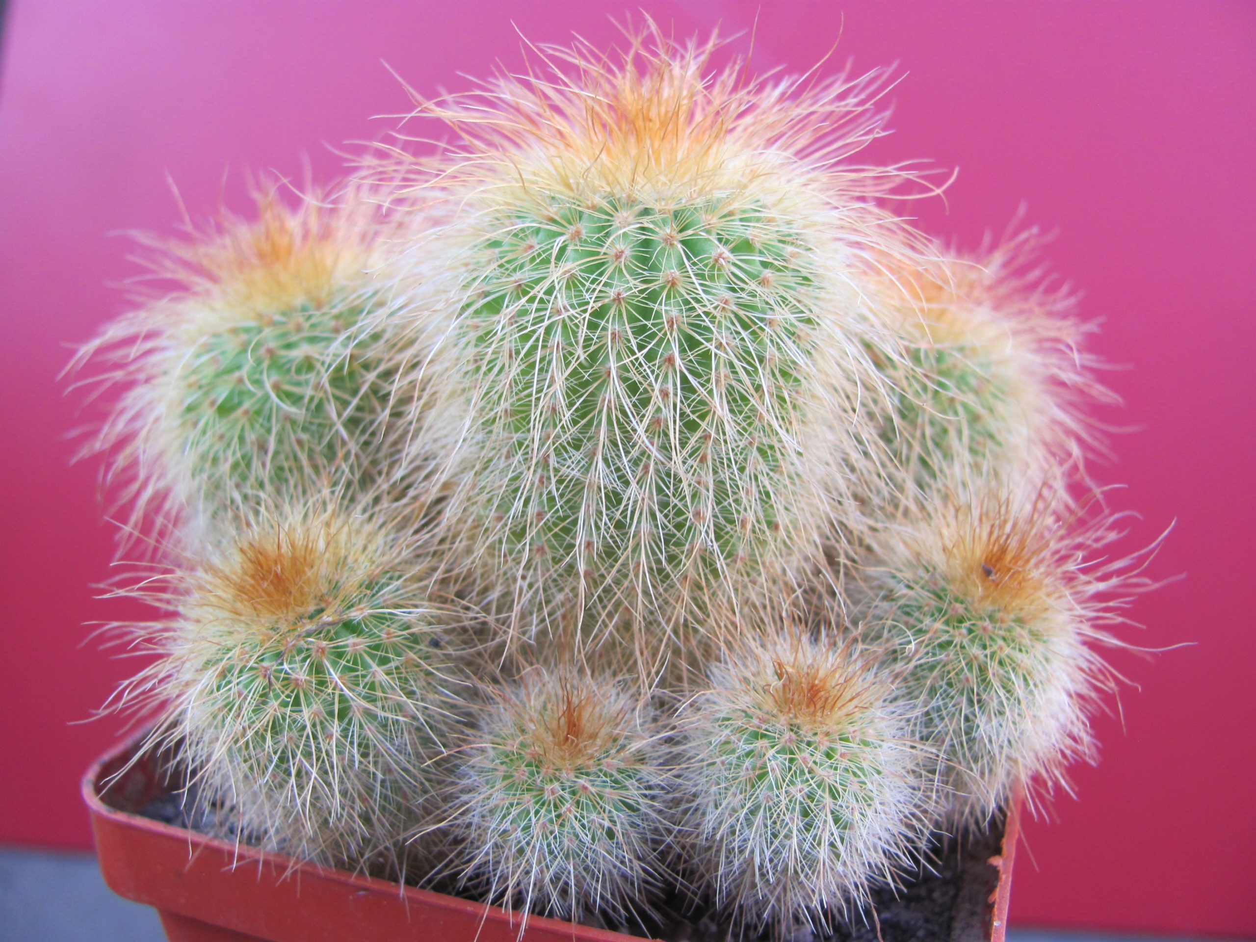 Eriocactus   leninghausii