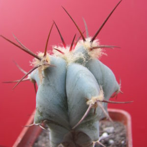 Echinocactus   ingens