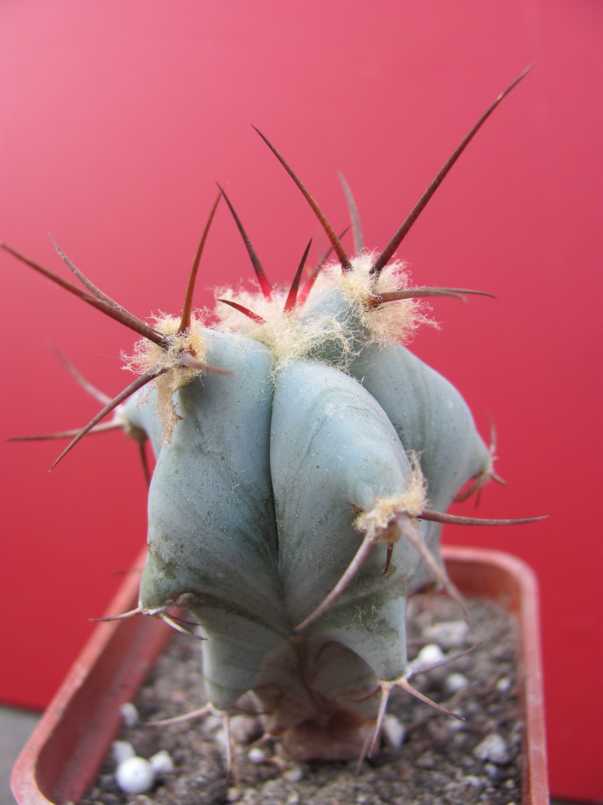 Echinocactus ingens