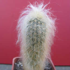 Espostoa lanata