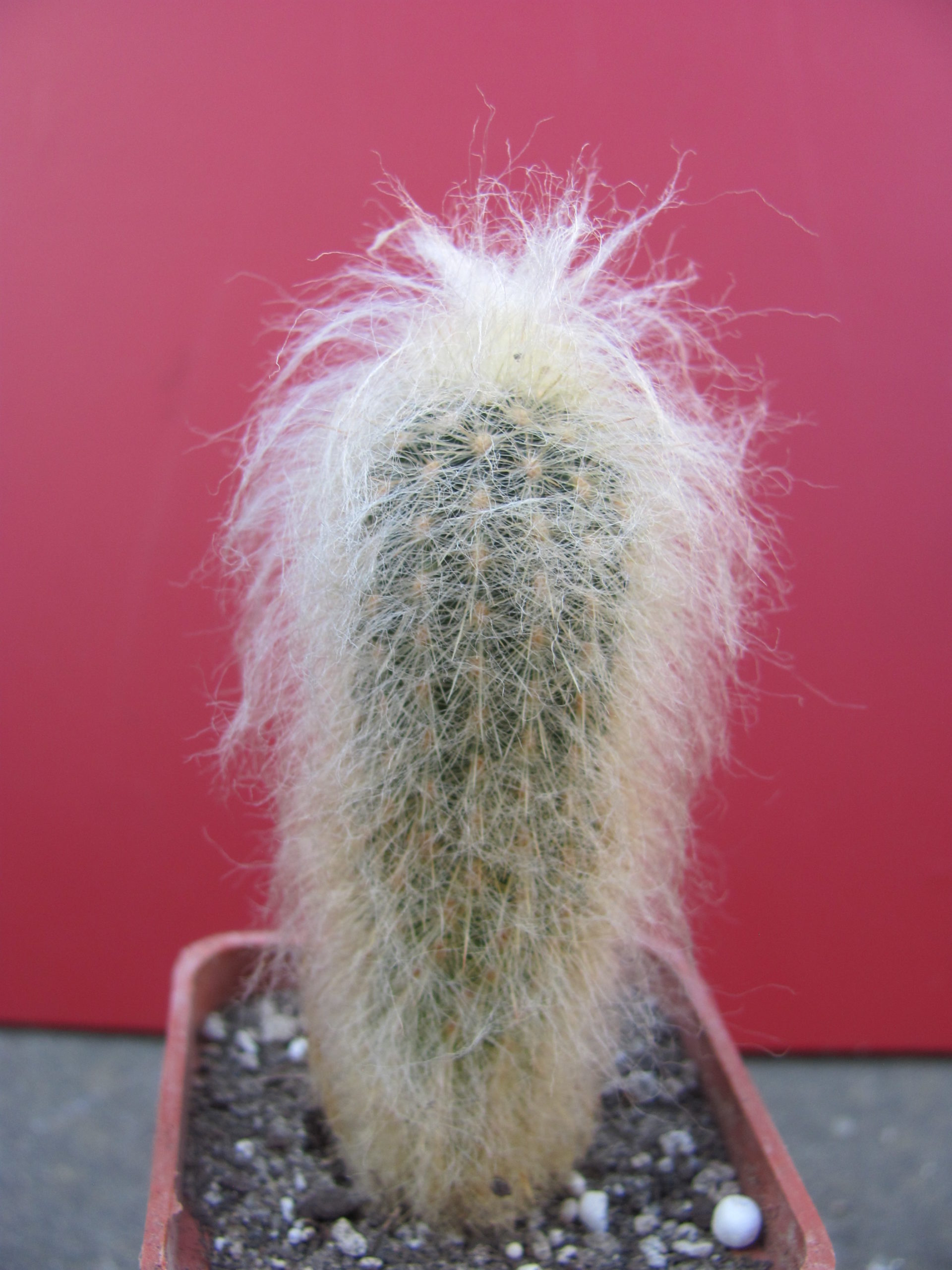 Espostoa lanata