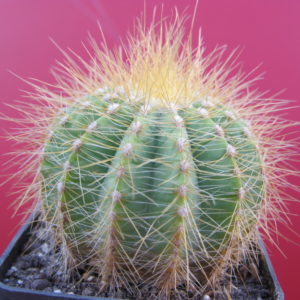 Eriocactus  magnificus