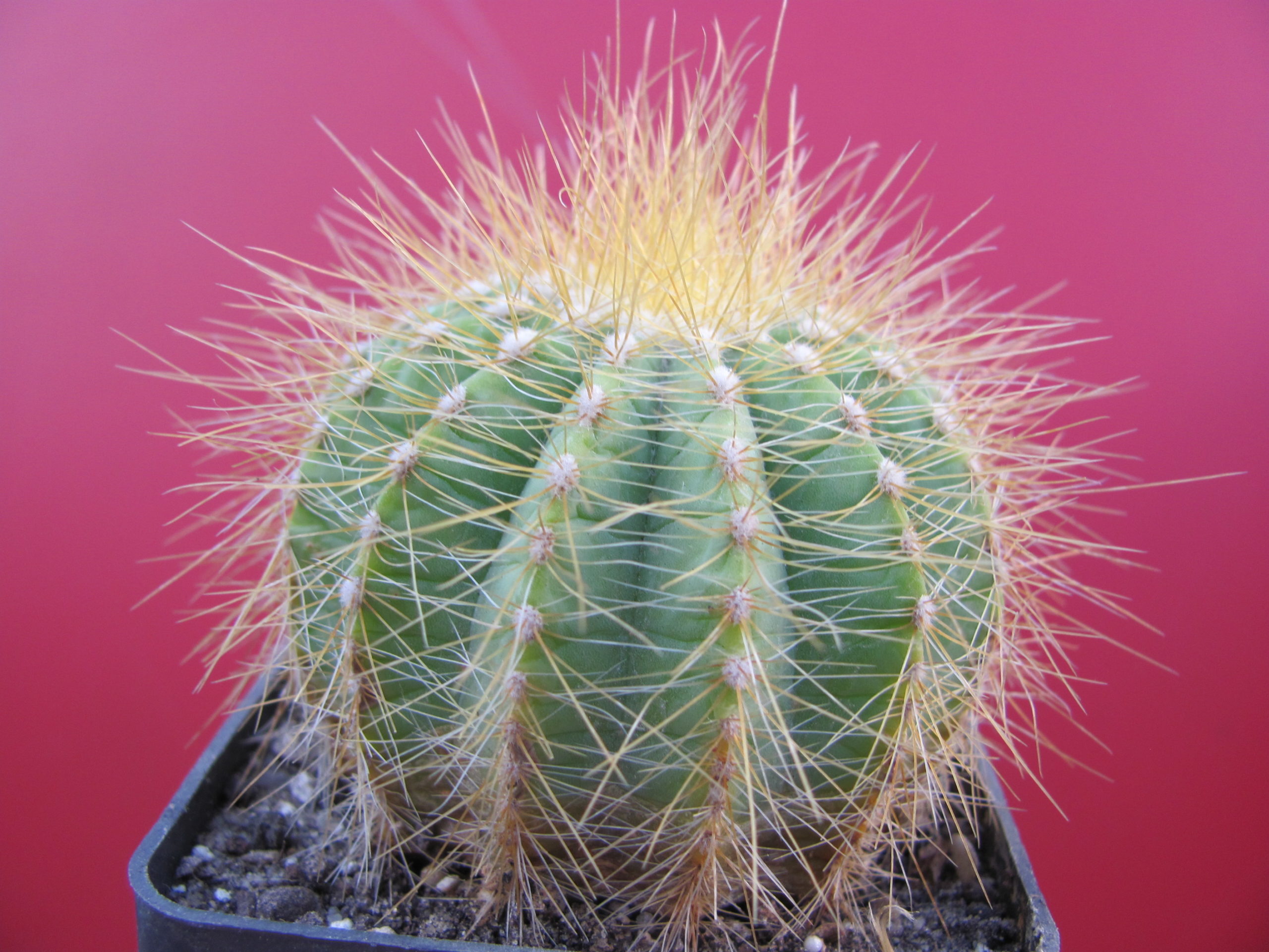 Eriocactus magnificus