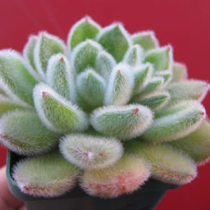 Echeveria Doris Taylor