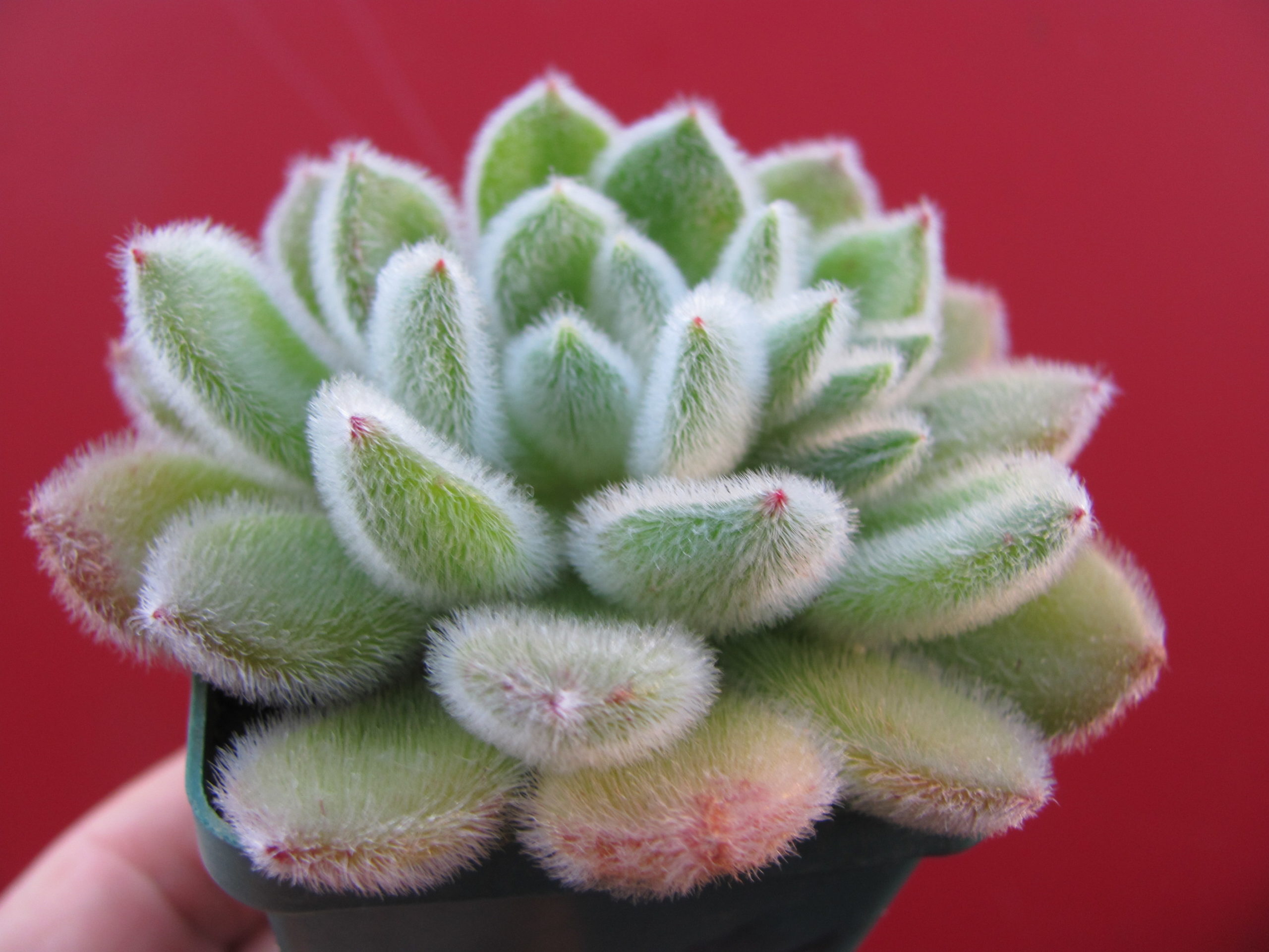 Echeveria Doris Taylor