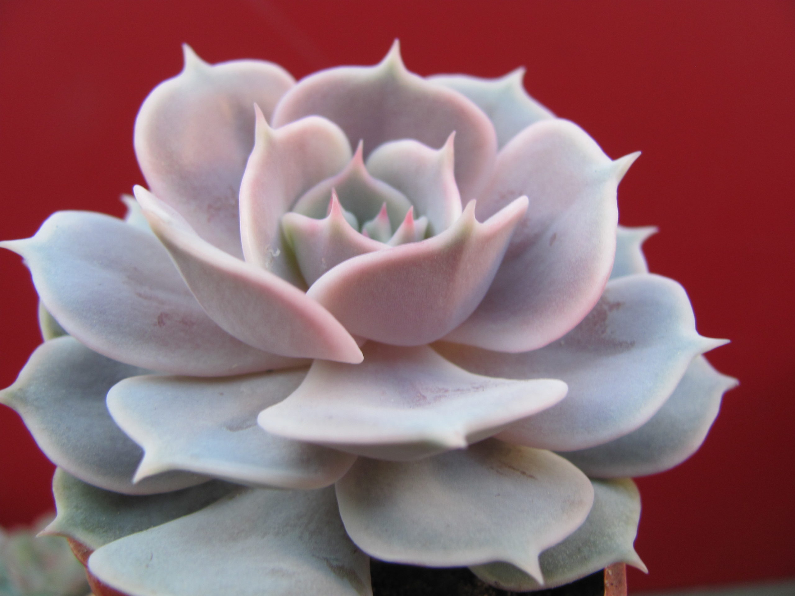 Echeveria  lilacina x Debbie