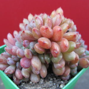Echeveria  *Fantasia  Carol*  cristata