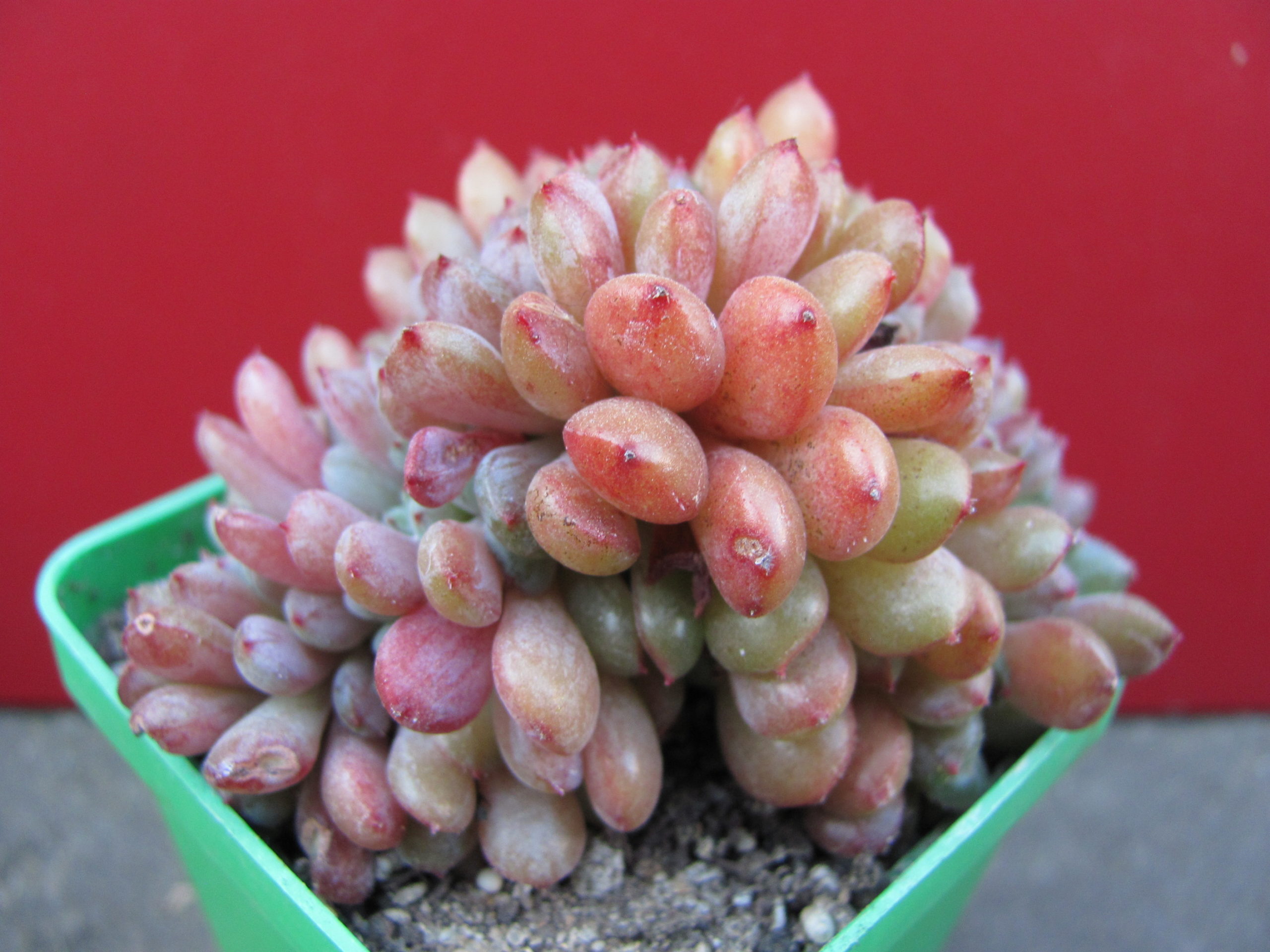 Echeveria  *Fantasia  Carol*  cristata