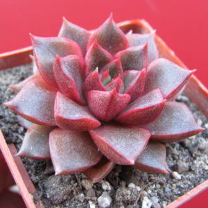 Echeveria  purpusorum  Red     (  hybrid  Lipskiy  )