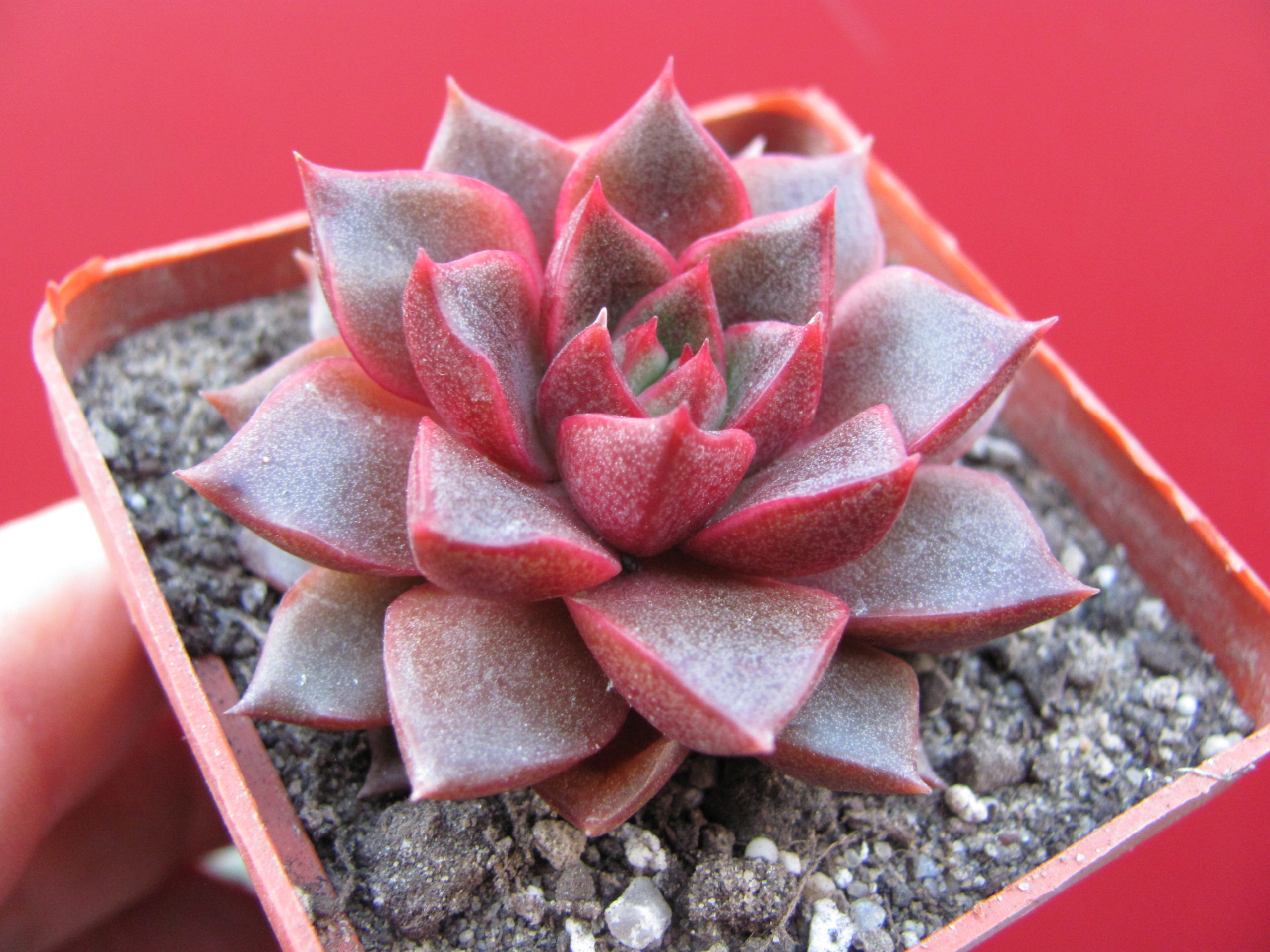 Echeveria  purpusorum  Red     (  hybrid  Lipskiy  )