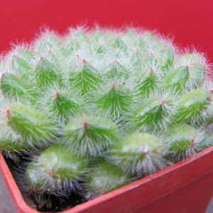 Echeveria setosa