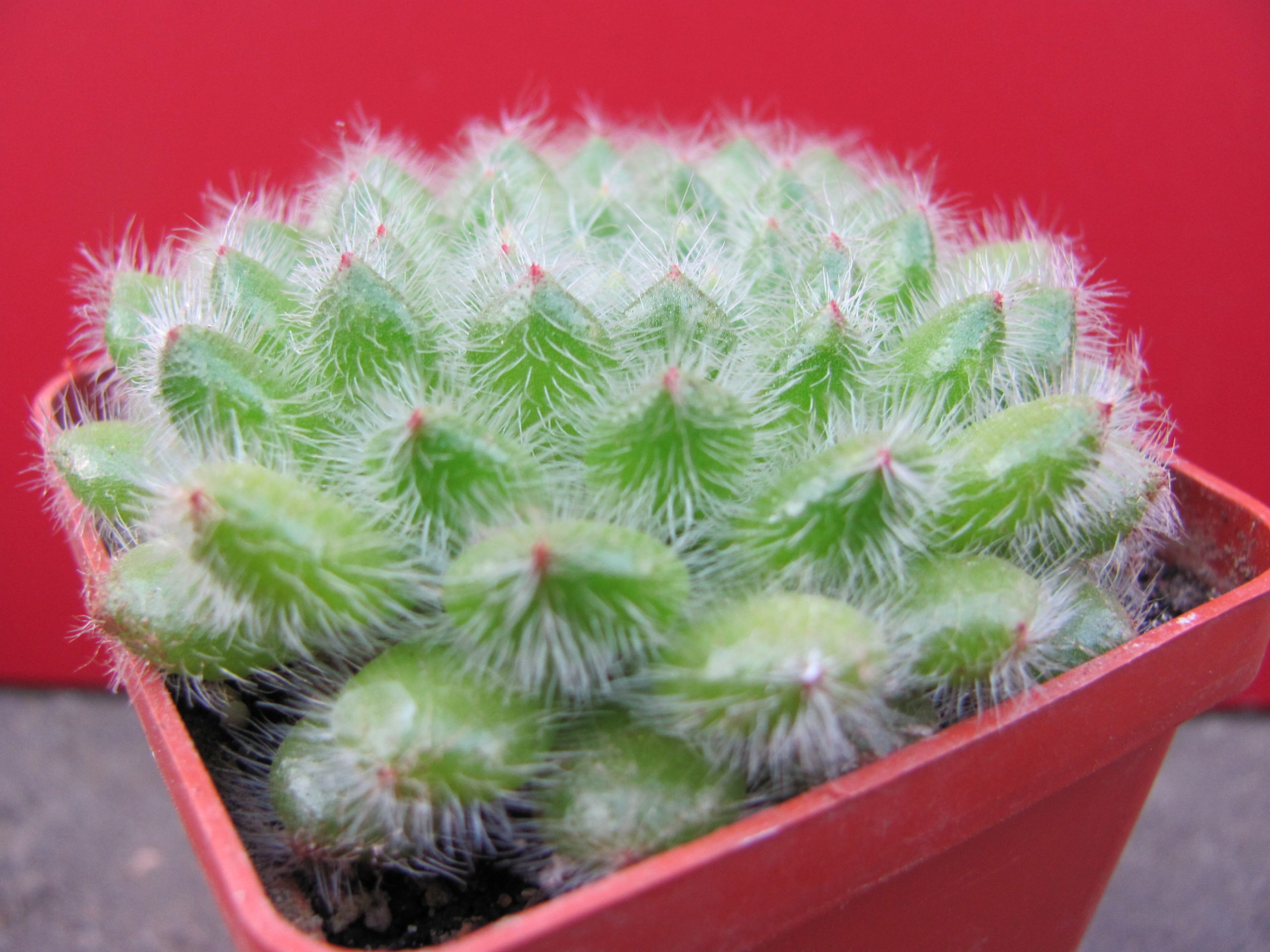 Echeveria setosa