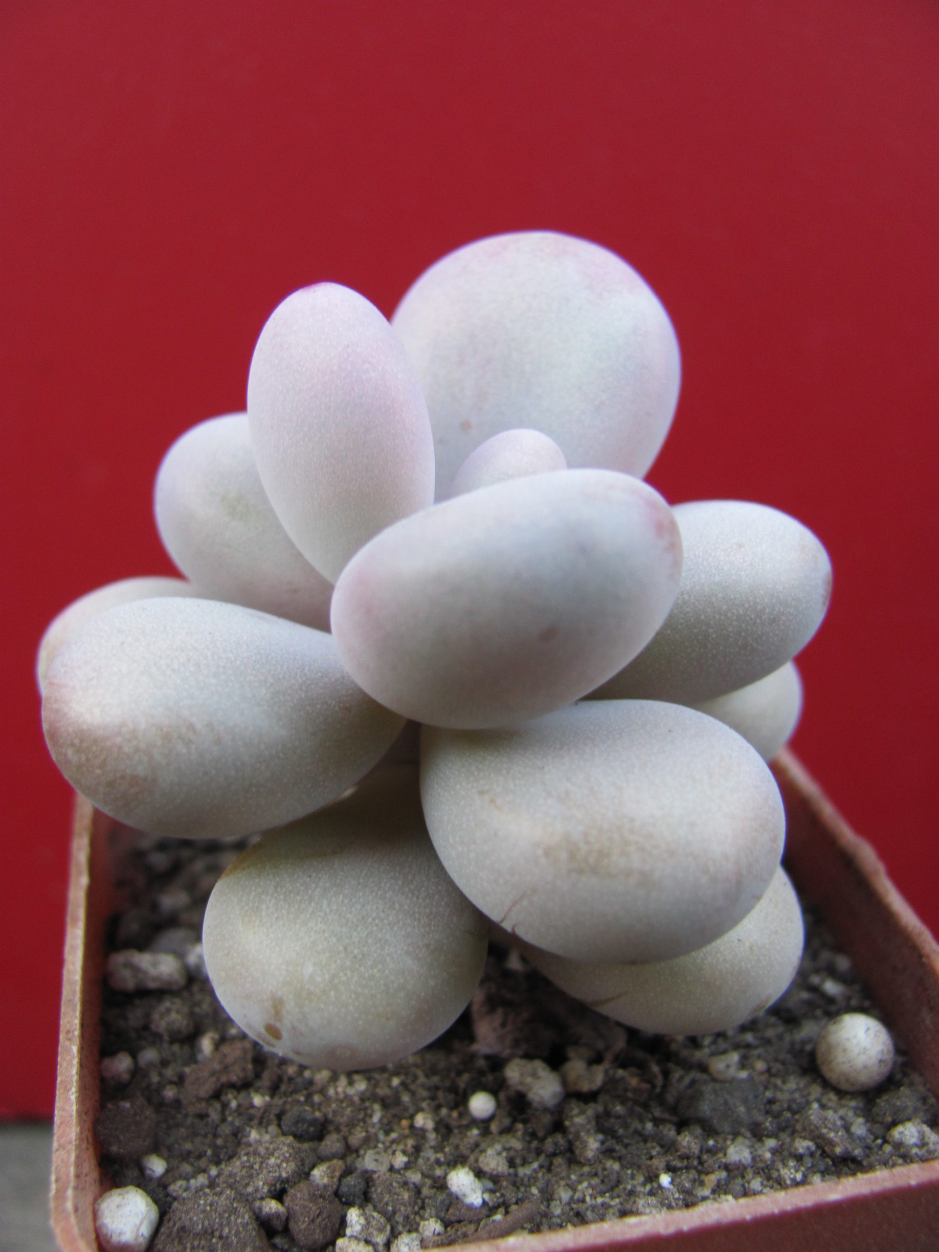 Pachyphytum Pink