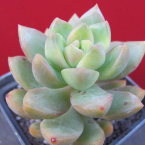 Sedum  adolphii