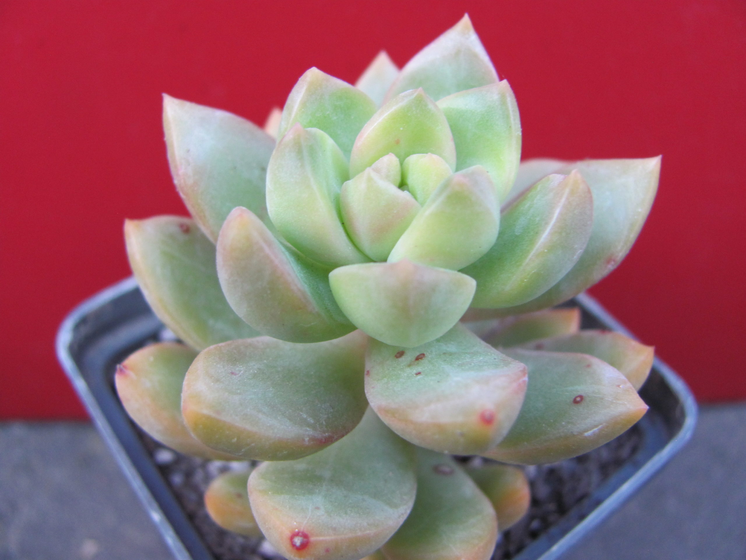 Sedum  adolphii