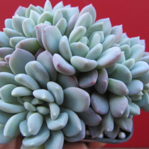 Echeveria  glauca