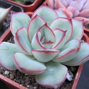 Echeveria  pulidonis