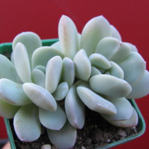 Echeveria   hybr.      #19