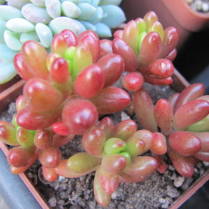 Sedum   rubrotinctum