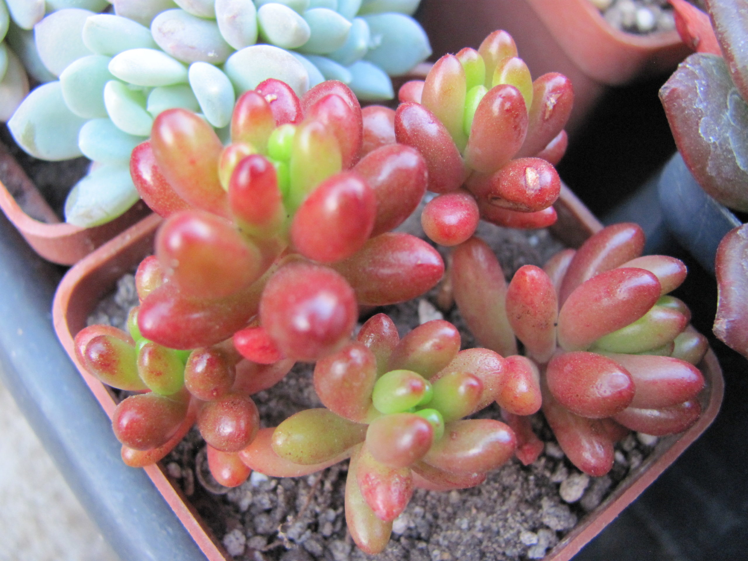 Sedum   rubrotinctum