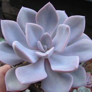 Echeveria   Debbie  Big