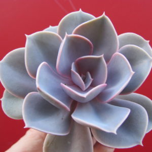 Echeveria   Perle  von  Nurnberg