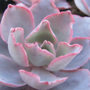 Echeveria  afterglow