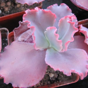 Echeveria    Silveron  Red