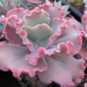 Echeveria  Aguarius  Red