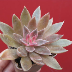 Echeveria  Serrana