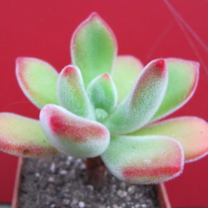 Echeveria  pulvinata  Ruby