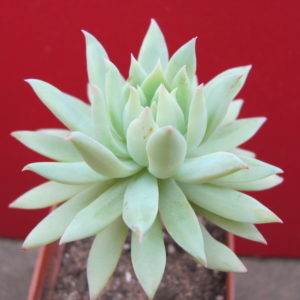 Dudleya  farinosa