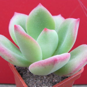 Echeveria  pulvinata  Ruby   hybr.