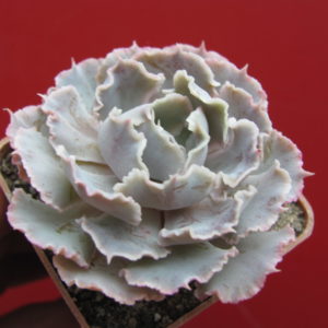 Echeveria  shaviana  hybr.