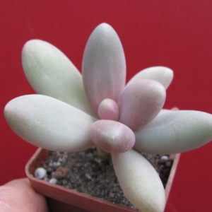 Pachyphytum   *Capitan  Jessop*