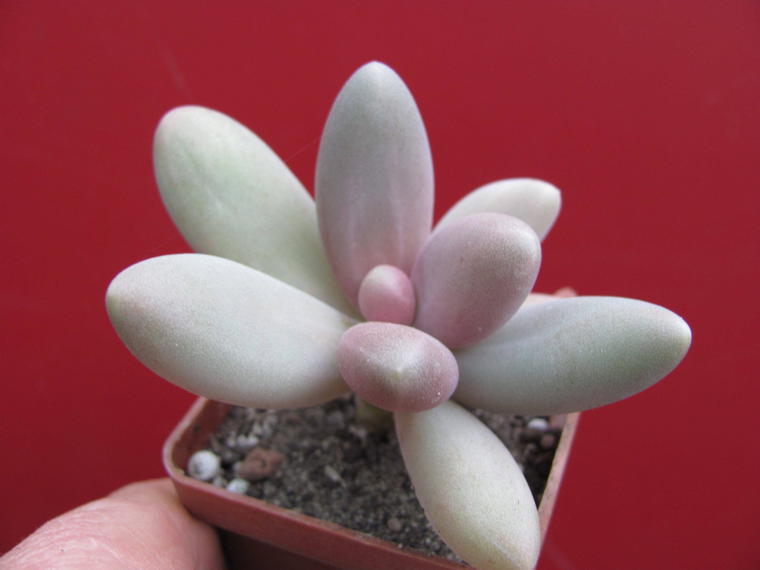 Pachyphytum *Capitan Jessop*