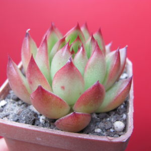 Echeveria  agavoides   Cristmas