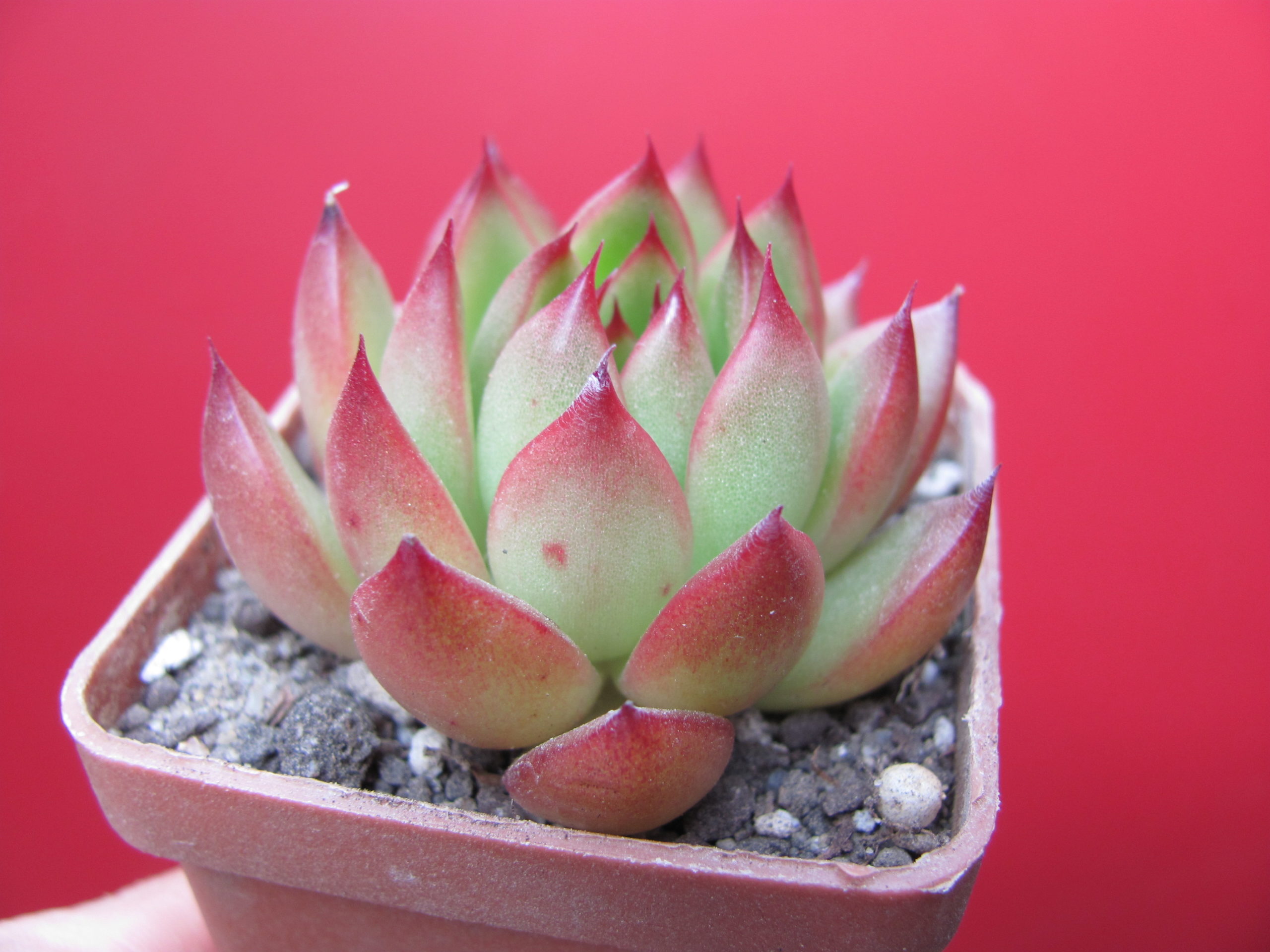 Echeveria  agavoides   Cristmas