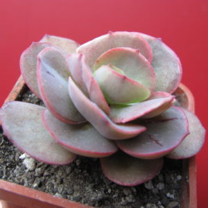 Echeveria   Suyon