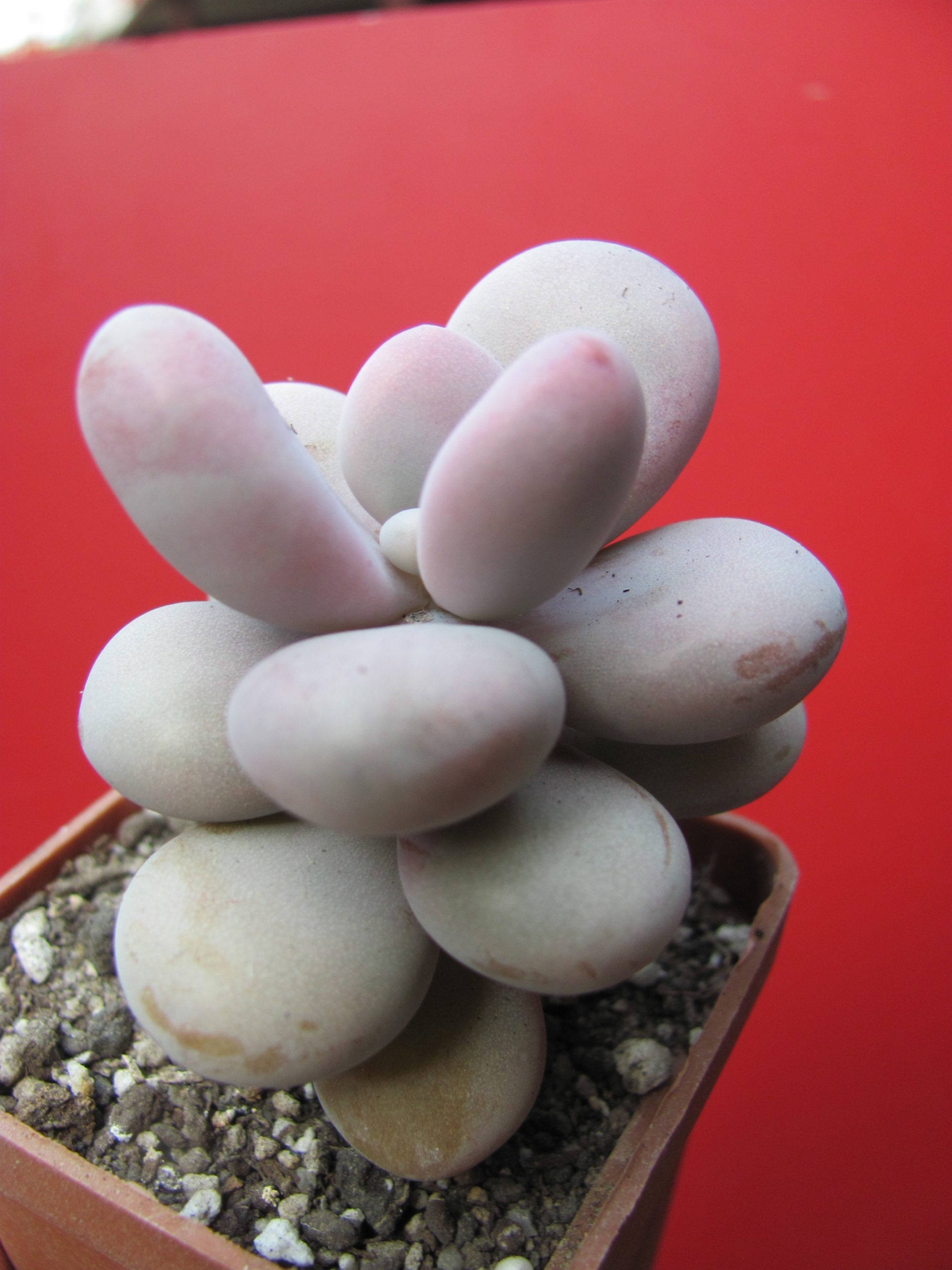 Pachyphytum Pink