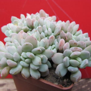 Echeveria  glauca   cristata