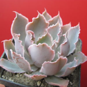 Echeveria   Neon  Breakers