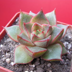 Echeveria  purpusorum   hybr.