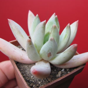 Echeveria   hookeri