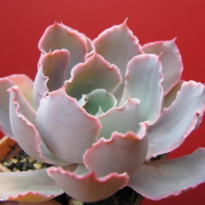 Echeveria    Neon  Breakers