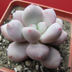 Pachyphytum    oviferum  hybr.       #100