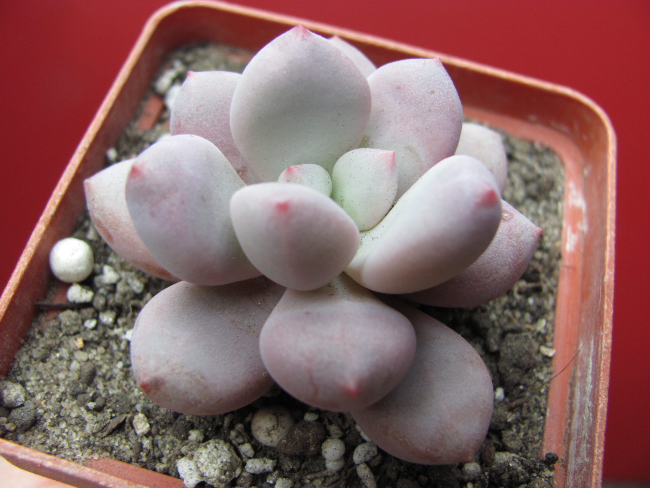 Pachyphytum oviferum hybr. #100