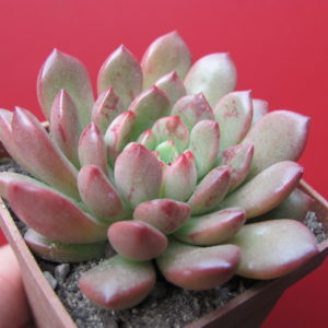 Echeveria   Bashful