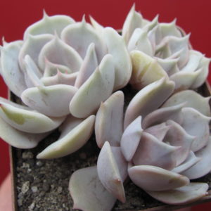 Echeveria    lilacina x Debbie